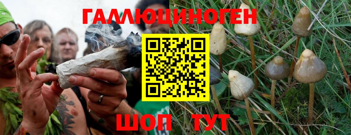 Жигулёвск  наркошоп  Вход с VPN  Псилоцибиновые грибы Psilocybine cubensis 